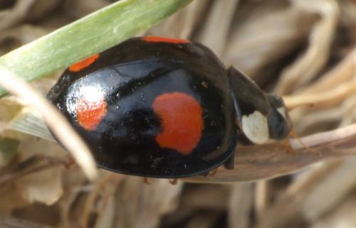 Réf. 276 928 : Harmonia axyridis